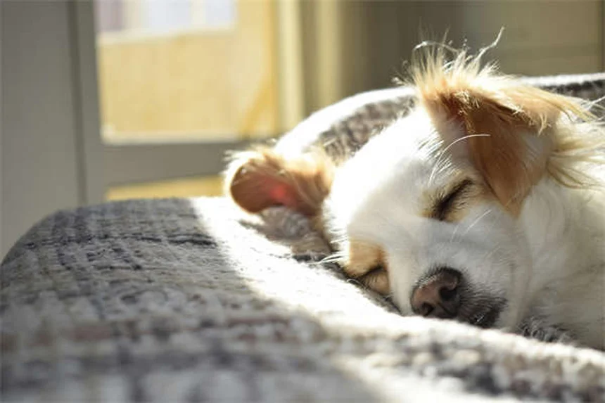 10 Cleanest Dog Breeds That Won't Leave Hair Everywhere