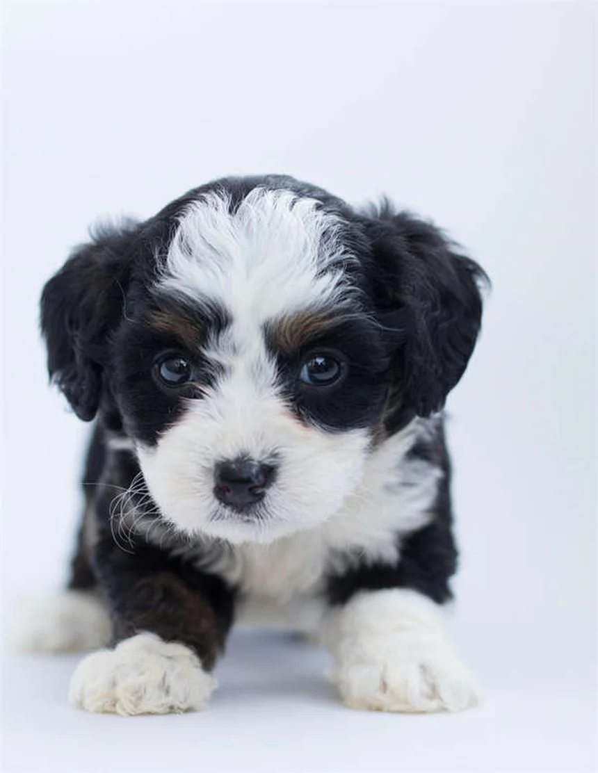 Serotonin Syndrome in Dogs: Symptoms, Treatment & Prevention