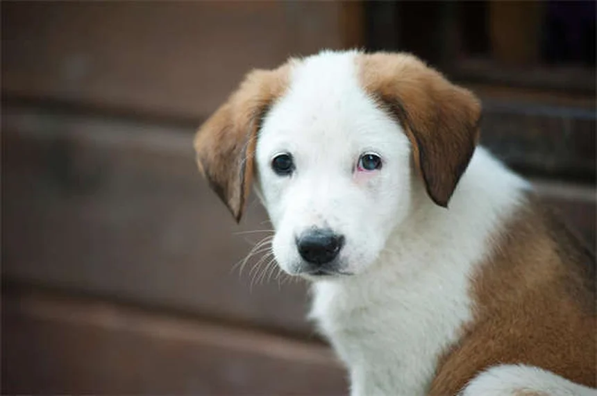 Serotonin Syndrome in Dogs: Symptoms, Treatment & Prevention