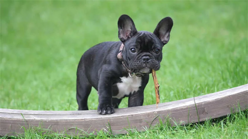Rat Flea Infestation: 5 Signs Your Pet Rat Has Unwanted Guests