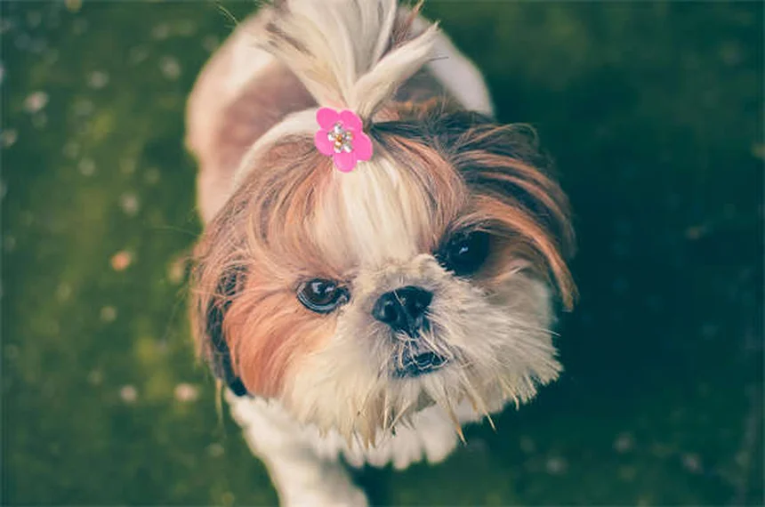Can Dogs Eat Honey? 5 Surprising Benefits & Safety Tips