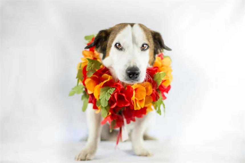 Can Dogs Eat Honey? 5 Surprising Benefits & Safety Tips