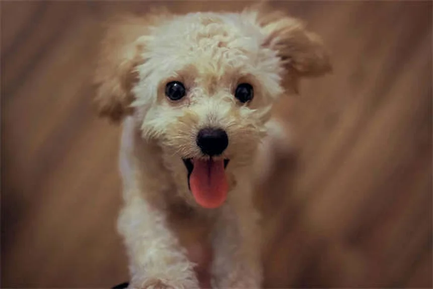 Can Dogs Eat Honey? 5 Surprising Benefits & Safety Tips