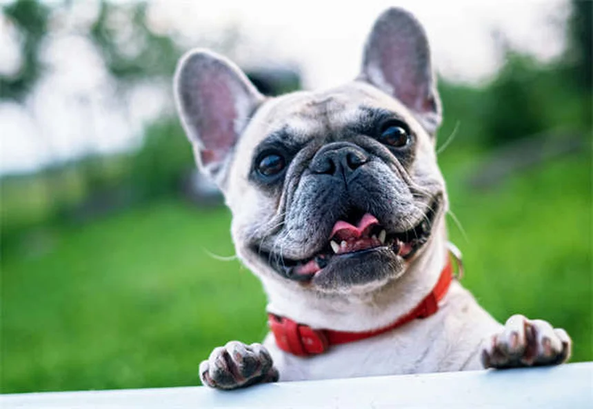 Rabbit Urinary Problems: Painful & Frequent Urination Explained