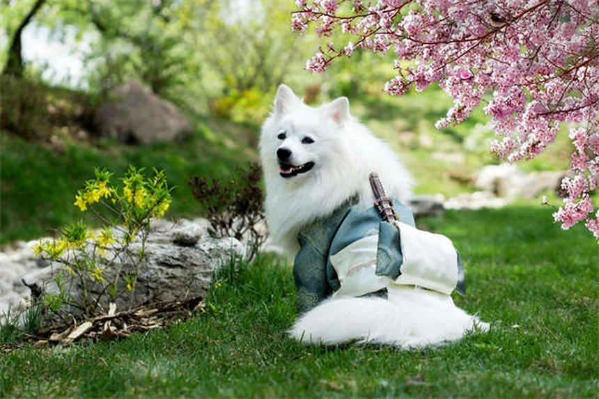 Why Isn't My Puppy Gaining Weight? 5 Common Causes & Solutions