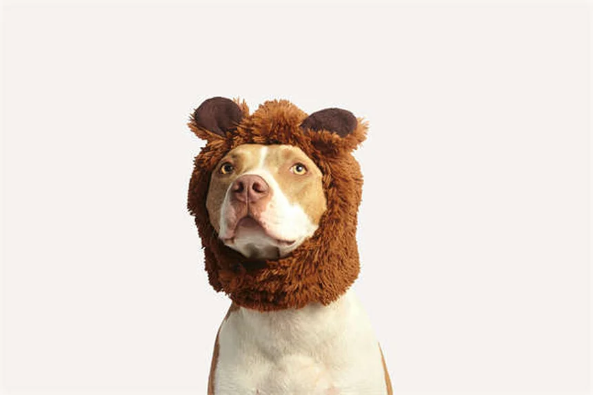 Why Isn't My Puppy Gaining Weight? 5 Common Causes & Solutions