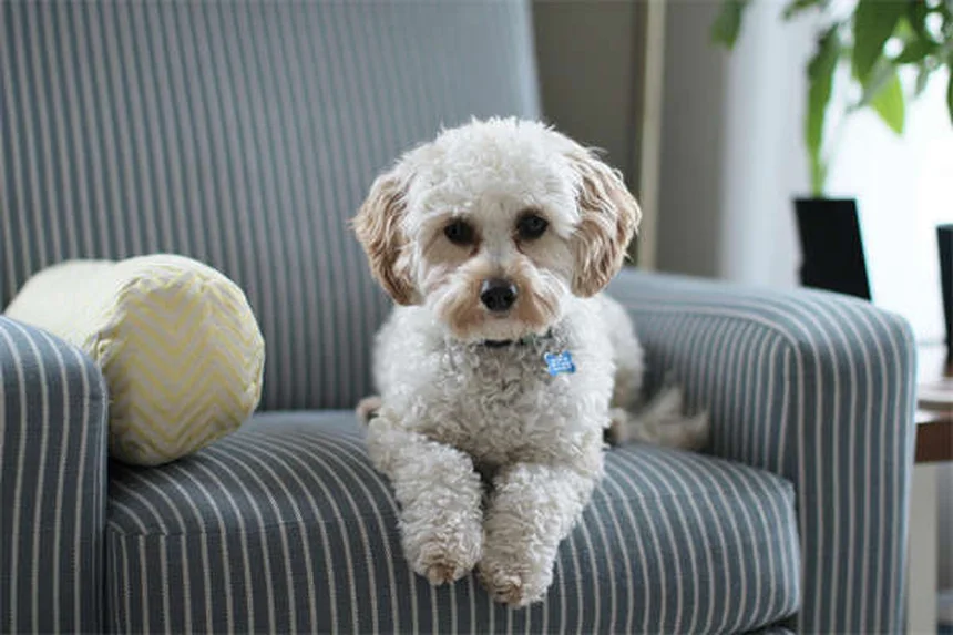 Why Isn't My Puppy Gaining Weight? 5 Common Causes & Solutions