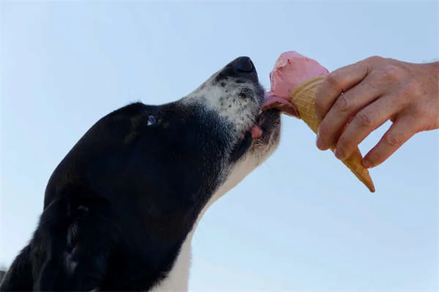 Ephedrine for Pets: 5 Must-Know Facts About This Urinary Incontinence Treatment