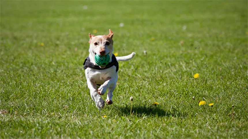 Why Is My Dog Not Eating? 7 Common Causes & Quick Fixes