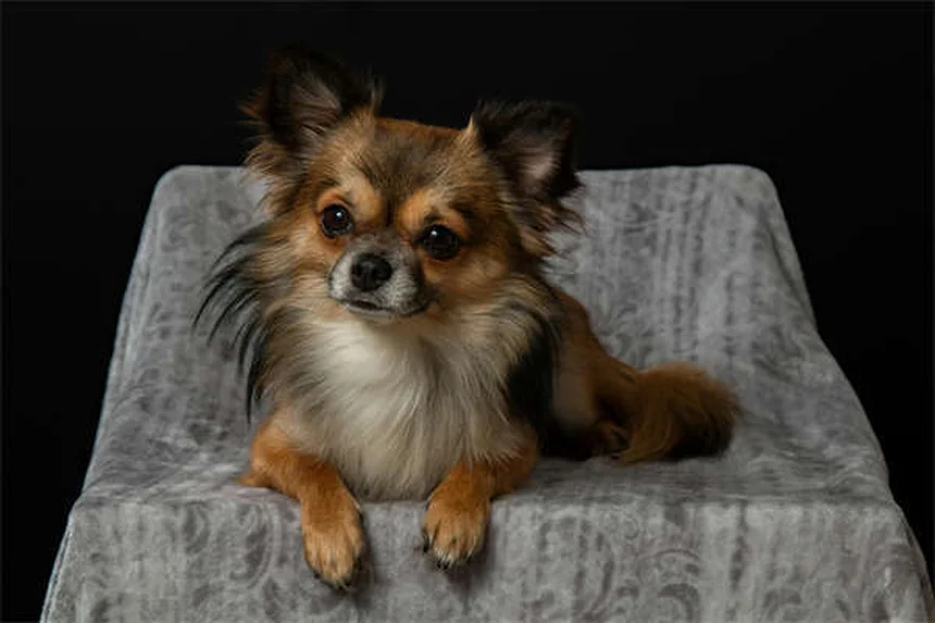 Why Is My Dog Not Eating? 7 Common Causes & Quick Fixes