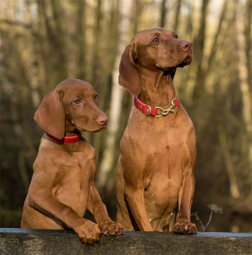 Why Is My Dog Not Eating? 7 Common Causes & Quick Fixes
