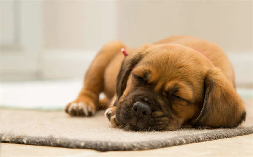 5 Surprising Reasons Dogs Are Truly Man's Best Friend