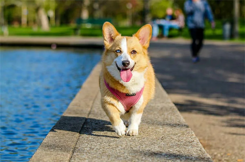 5 Surprising Reasons Dogs Are Truly Man's Best Friend