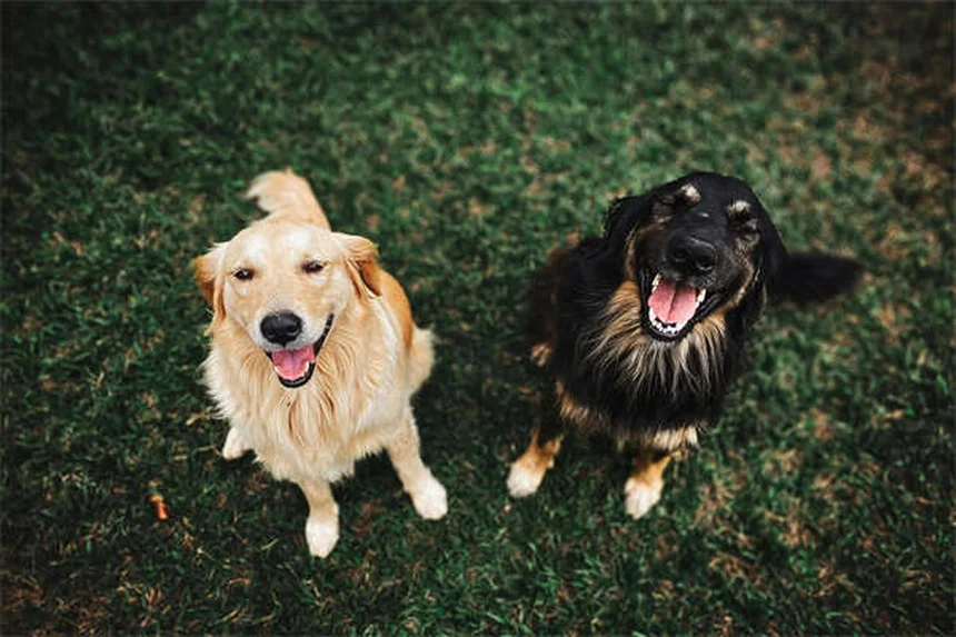Puppy Travel Tips: How to Road Trip With Your New Dog Safely
