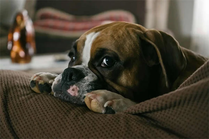 Puppy Travel Tips: How to Road Trip With Your New Dog Safely