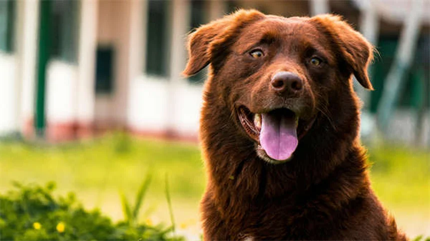 How to Potty Train an Older Dog: 7 Proven Crate Training Tips