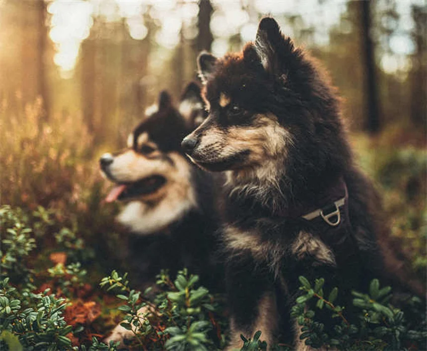 How to Potty Train an Older Dog: 7 Proven Crate Training Tips