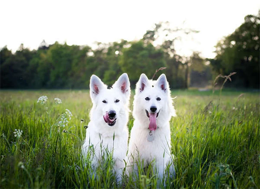 Dog Urine Crystals: What Every Pet Owner Needs to Know