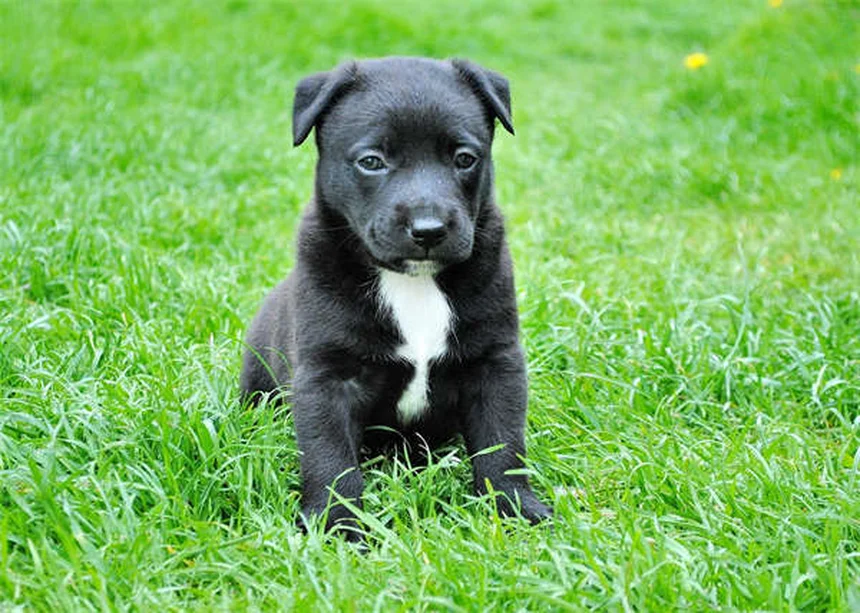 Dog Urine Crystals: What Every Pet Owner Needs to Know