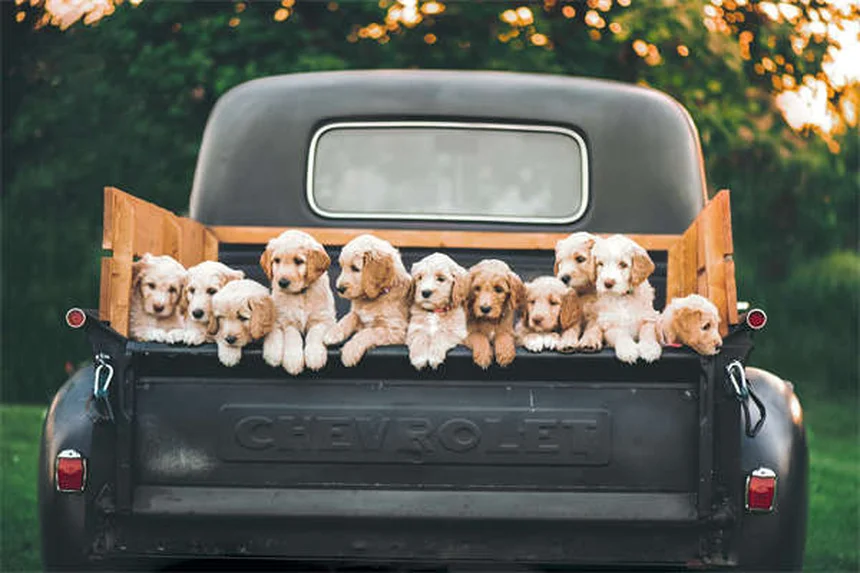 Puppy Weaning 101: Your Complete Guide to Transitioning from Milk to Solid Food