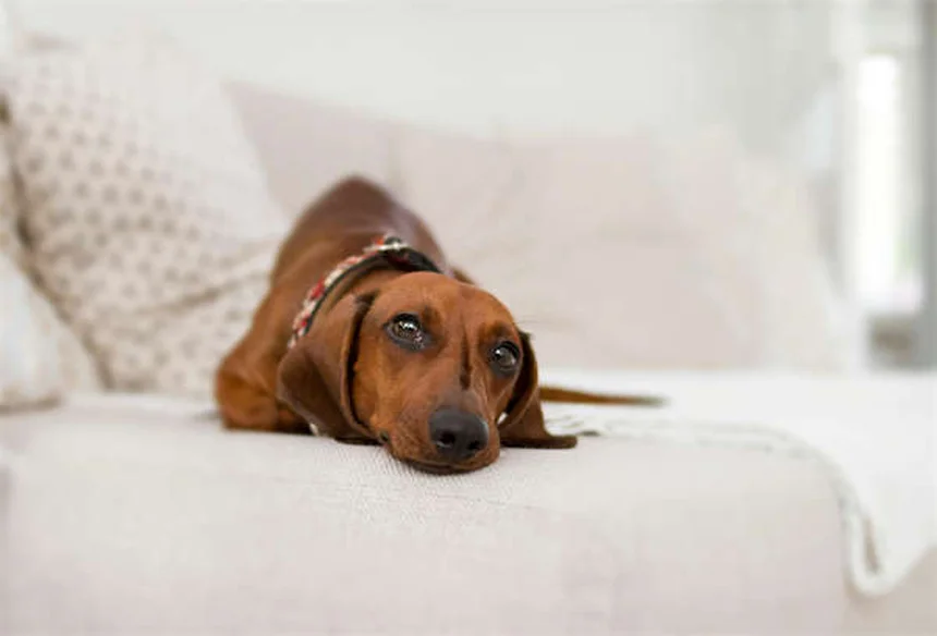 Puppy Weaning 101: Your Complete Guide to Transitioning from Milk to Solid Food