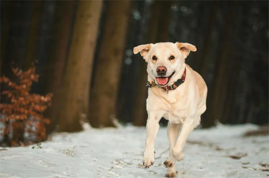 Dog Acupuncture Benefits: 5 Surprising Ways It Helps Your Pup