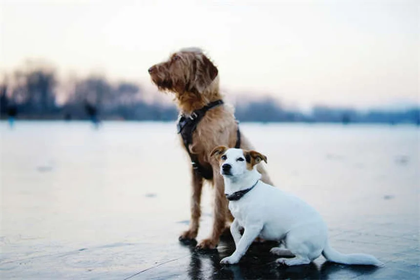 Dog Acupuncture Benefits: 5 Surprising Ways It Helps Your Pup