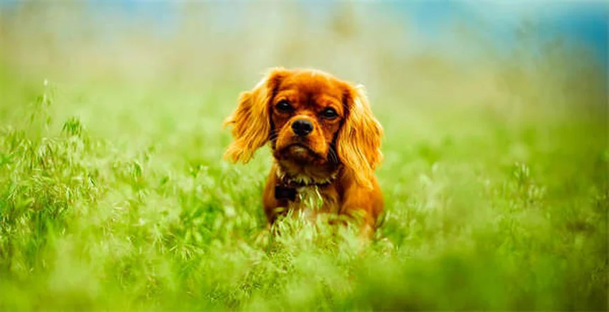 Dog Acupuncture Benefits: 5 Surprising Ways It Helps Your Pup