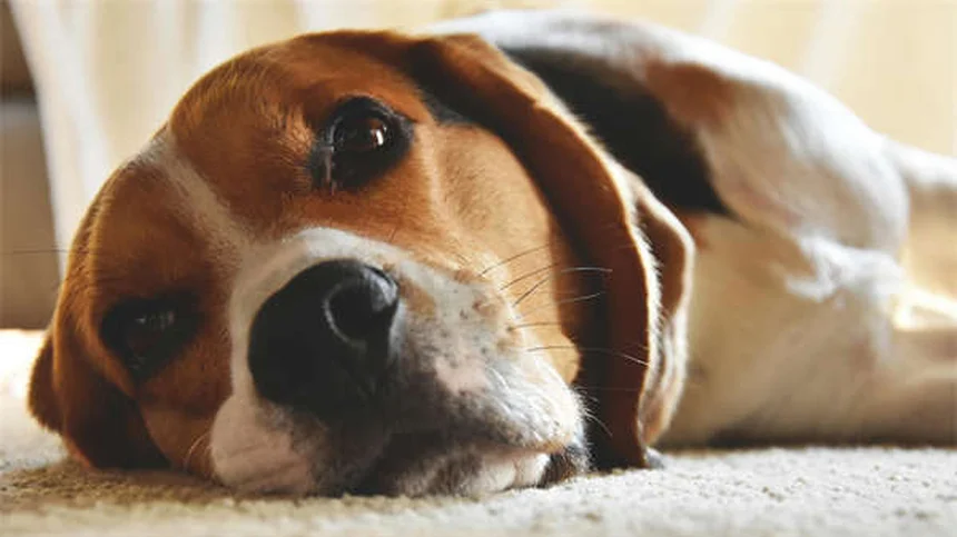 10 Smartest Cat Breeds That Will Outsmart You