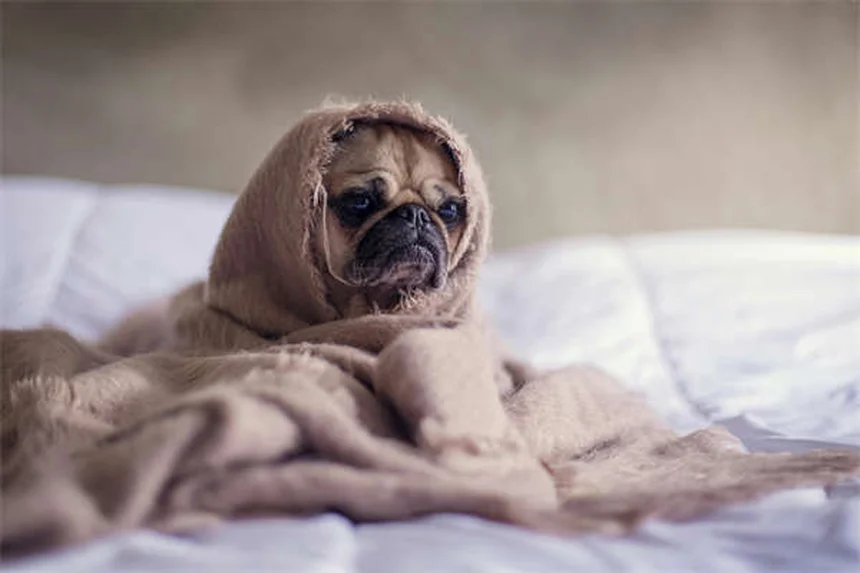 Dog Back Pain: 5 Signs Your Pup Needs Help Now
