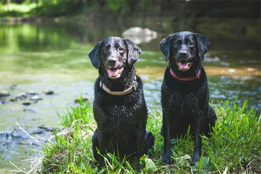 Dog Back Pain: 5 Signs Your Pup Needs Help Now