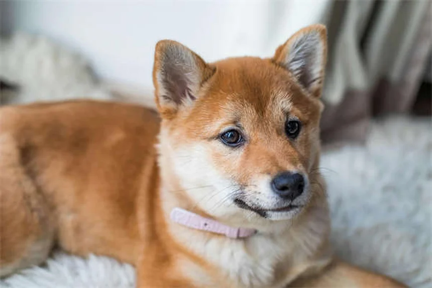 Hamster Eye Bulging: 5 Warning Signs You Should Never Ignore