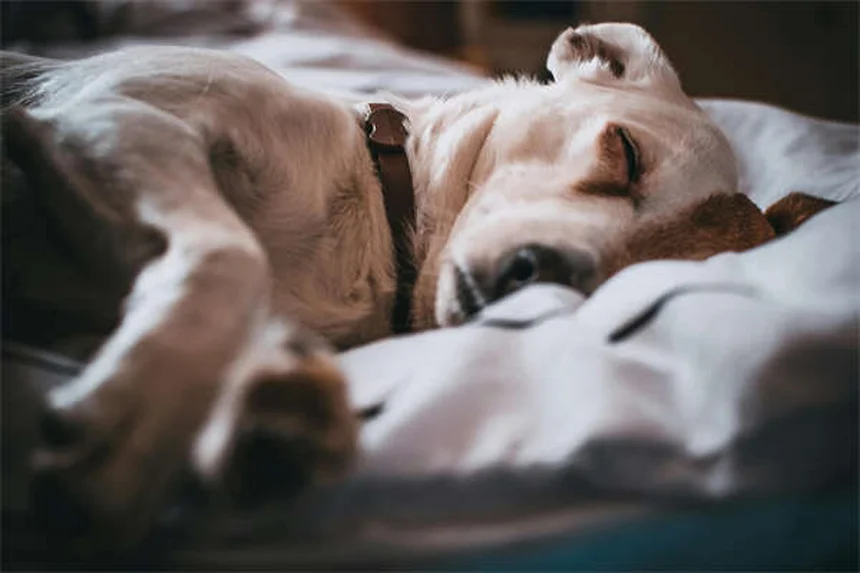 Why Do Cats Get Watery Eyes? 5 Common Causes & When to Worry