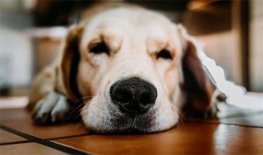 5 Warning Signs of Neurological Disorders in Dogs You Should Never Ignore