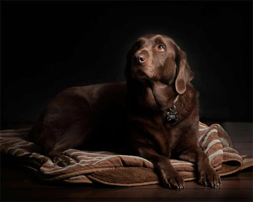 5 Warning Signs of Neurological Disorders in Dogs You Should Never Ignore