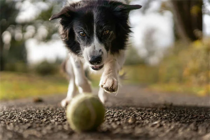 5 Warning Signs of Neurological Disorders in Dogs You Should Never Ignore
