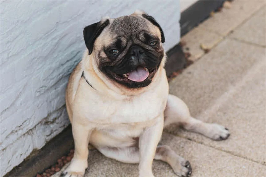 How to Get Rid of Dog Pee Smell Fast: 7 Proven Cleaning Hacks