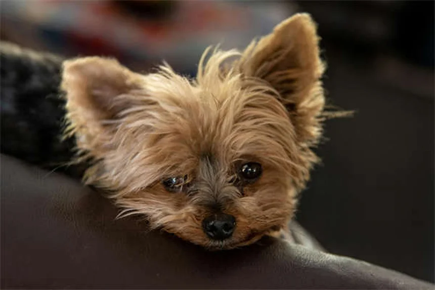 How to Get Rid of Dog Pee Smell Fast: 7 Proven Cleaning Hacks