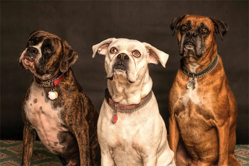 How to Get Rid of Dog Pee Smell Fast: 7 Proven Cleaning Hacks