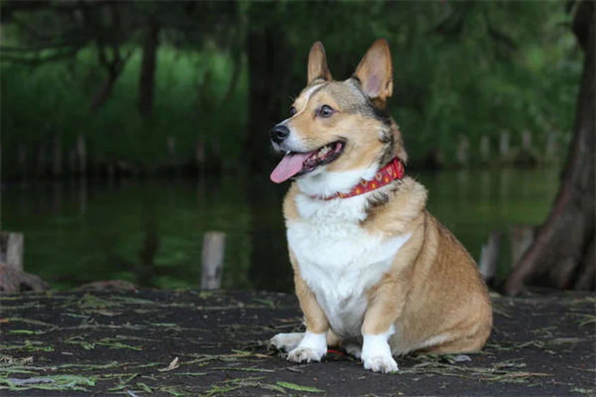 Starfish Care Guide: 7 Essential Tips for Healthy Marine Pets