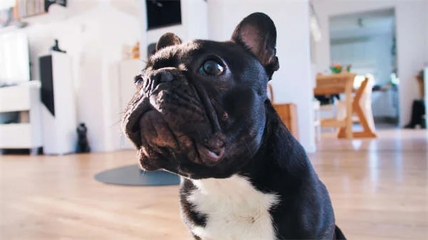 Dog Supplements: What You Need to Know for Your Pup's Health
