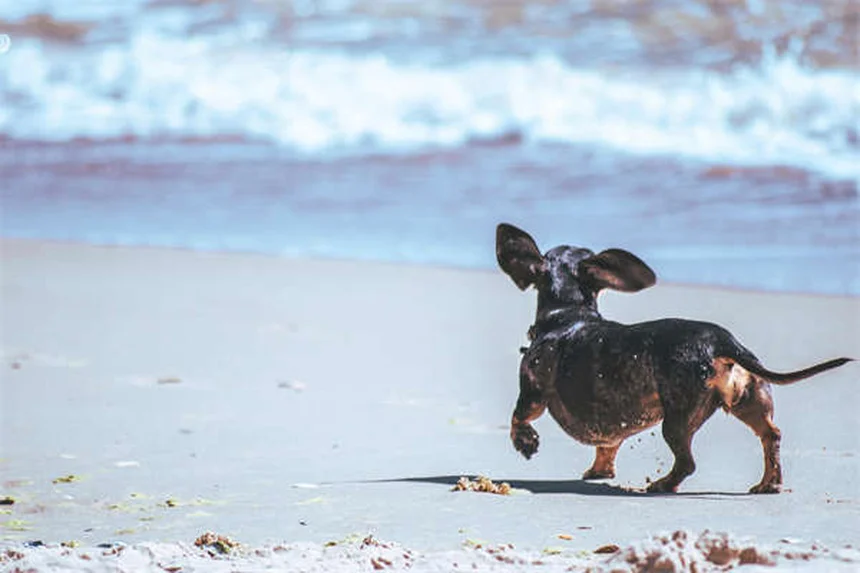 5 Warning Signs of Dilated Cardiomyopathy in Dogs You Can't Ignore