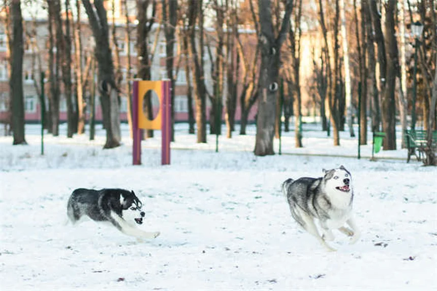 5 Warning Signs of Dilated Cardiomyopathy in Dogs You Can't Ignore