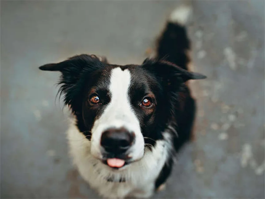 Why Is My Dog Shaking His Head? 7 Common Causes & When to Worry