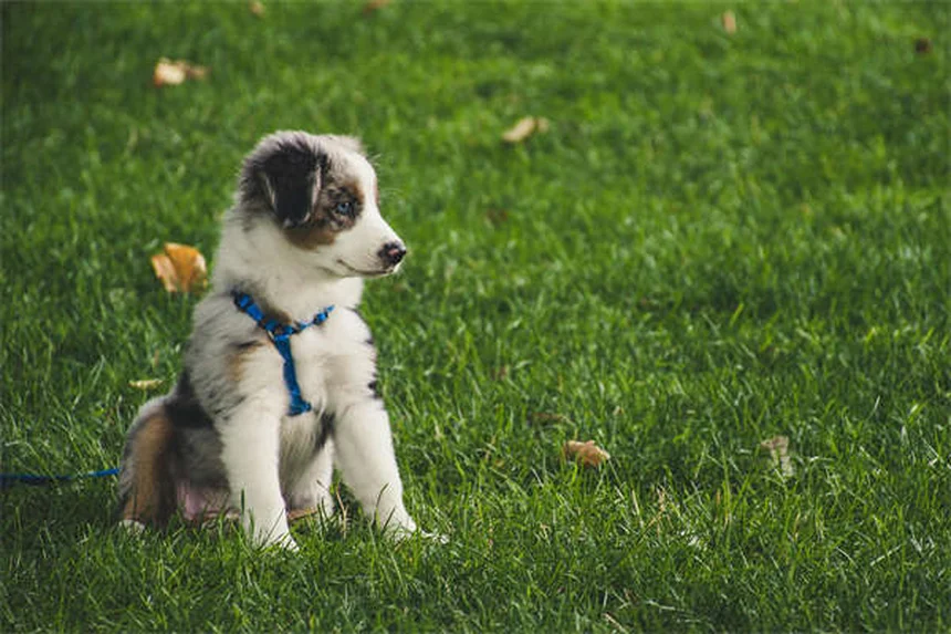 Senior Dog Nutrition: 5 Essential Tips for Your Aging Pup