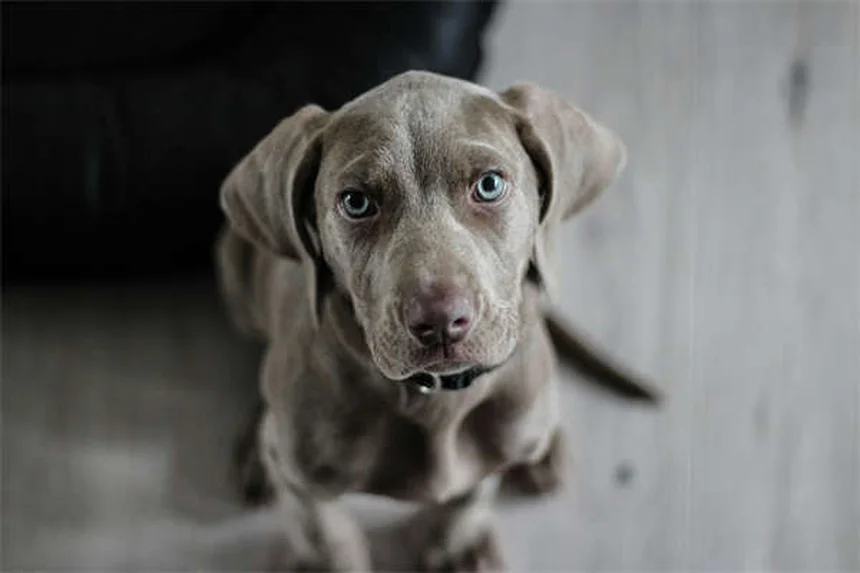 Senior Dog Nutrition: 5 Essential Tips for Your Aging Pup